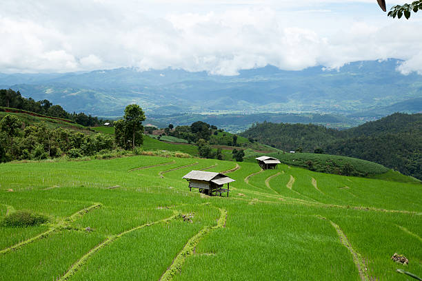 istock Rice field and wooden hut. 509115479