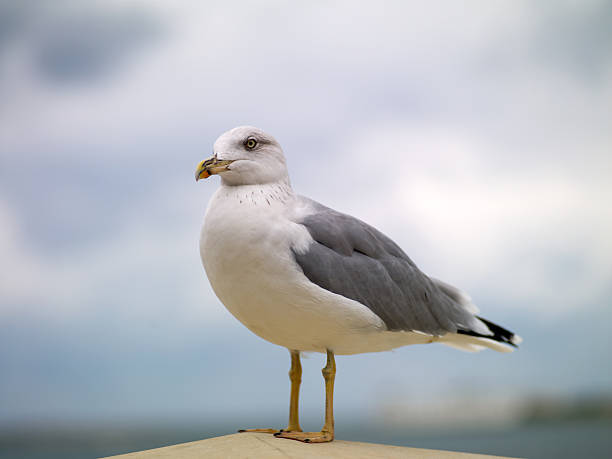 Gaivota numa rocha - fotografia de stock