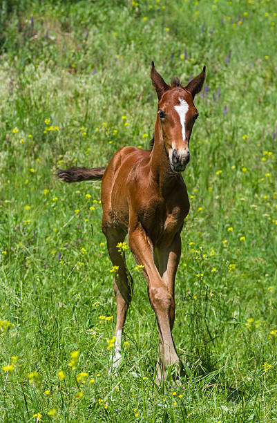 istock Portrait of newborn foal 509115929