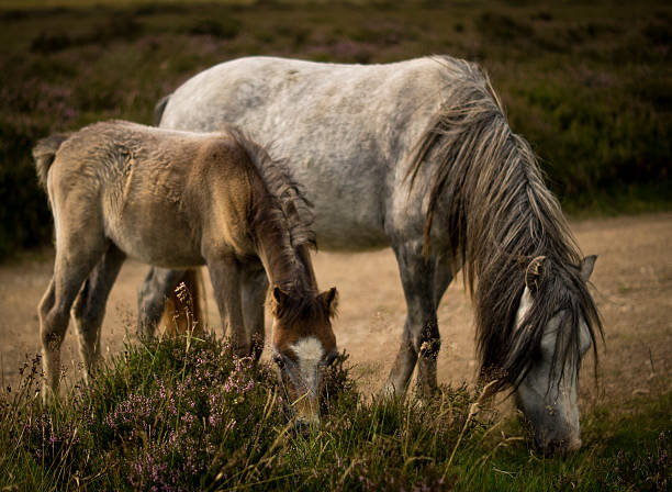 istock Mother & Child Wild Ponies 509116029