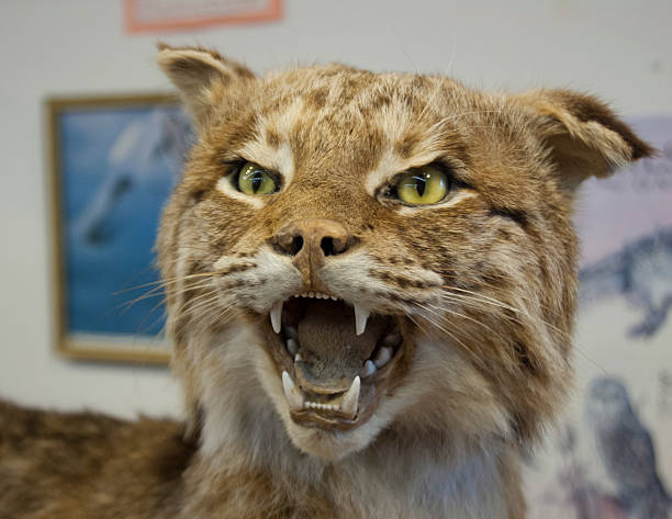 istock Taxidermy - Bobcat 509116543