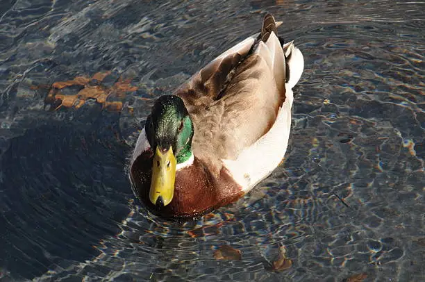 Duck swimming in fountain