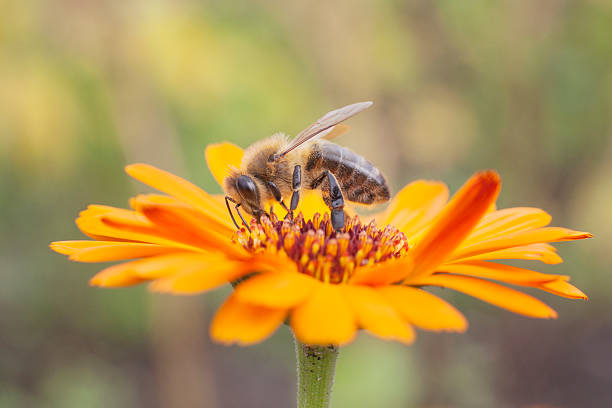 bee on orange marigold bee collecting honey on orange marigold pot marigold stock pictures, royalty-free photos & images