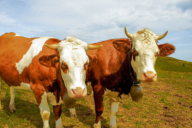 istock cows in the mountains with horns and cowbells 509117665