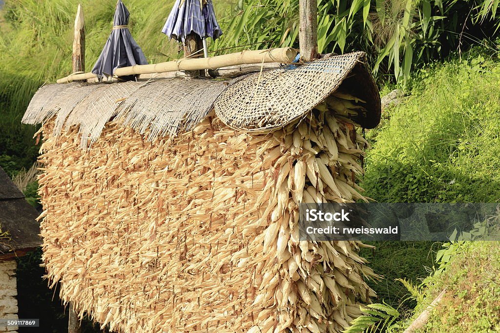 Pilha da América Central sobre espigas de milho.  Tolka-Landruk-Nepal. 0564 - Foto de stock de Agricultura royalty-free