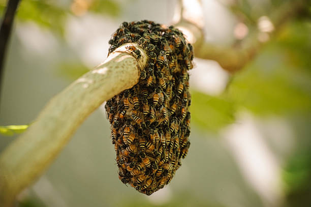 istock Honeybee swarm hanging on small branch of tree 509118426
