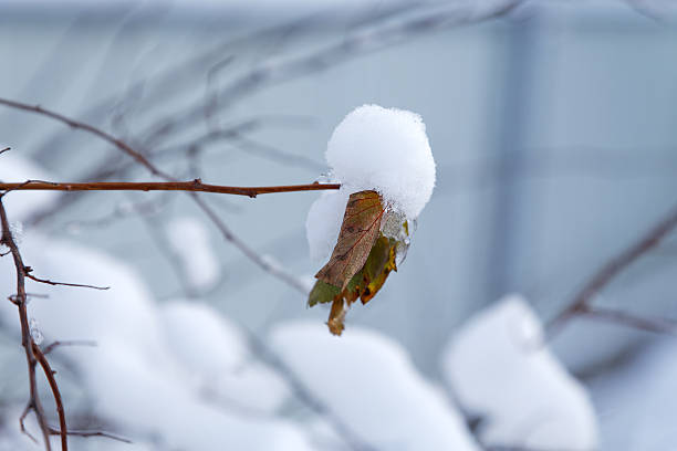 istock dry leaf covered with snow in the winter 509118540