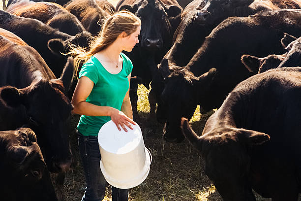 Herd of Black Angus Cattle Surrounding Female Rancher A young woman rancher surrounded by her herd of Black Angus cattle. She is holding an empty white feed bucket upside down in her hands. The cattle are eating the feed she just put on the ground. High resolution color photograph with horizontal composition taken on a ranch in Montana. beef cattle feeding stock pictures, royalty-free photos & images