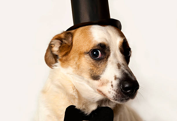 istock Big dog with butterfly tie and hat cylinder 509118822