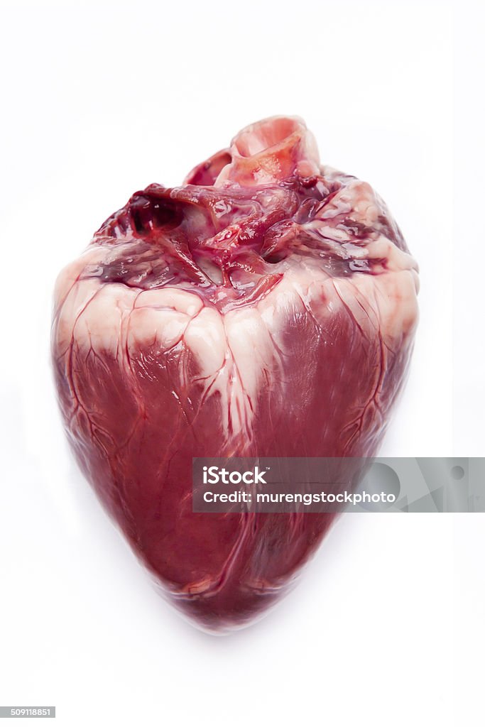 Pig hearts. Human Heart Stock Photo