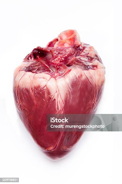 Pig Hearts Stock Photo - Download Image Now - Human Heart, Cut Out, Heart Valve