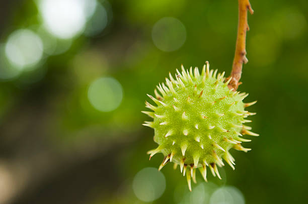 Close-up of a single spiny fruit of chestnut tree (aesculus hippocastanum) hanging