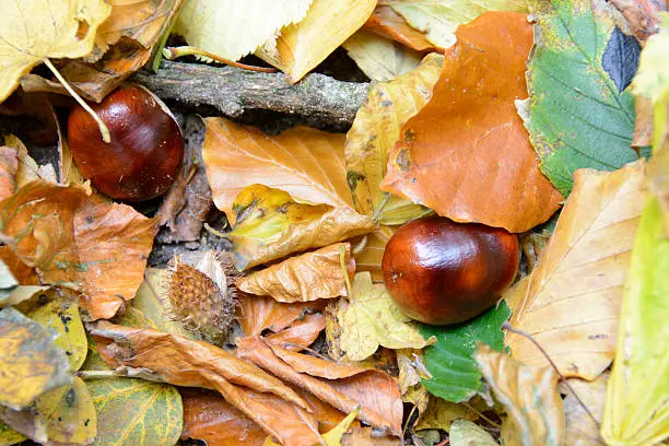 Two chestnuts, a beech mast and leaves in alle colors of the autumn lying on the ground