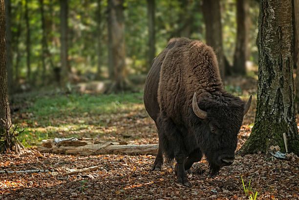 bisonte-europeu - auroch - fotografias e filmes do acervo
