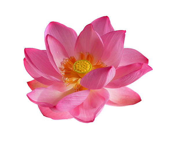 istock Isolated lotus flower on white background 509119694