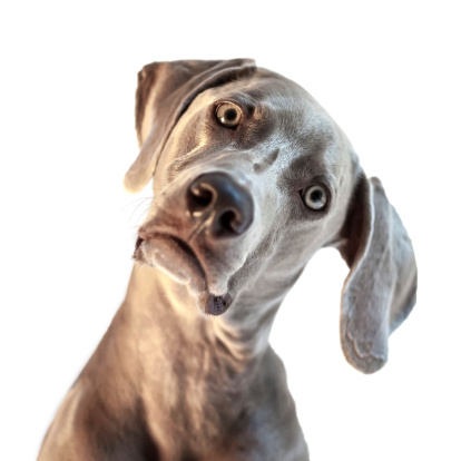 A beautiful, young Weimaraner with his head cocked to the side isolated on a white background.