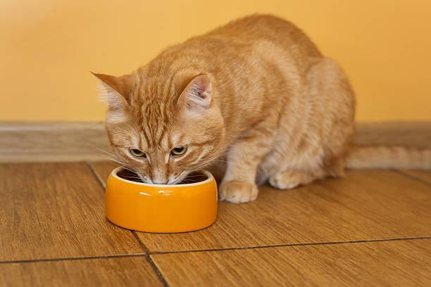 istock Ginger cat eating dry food 509120236