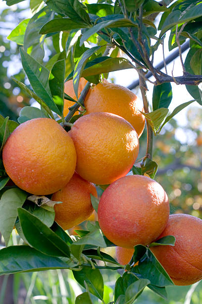 Orange fruit on a tree limb stock photo