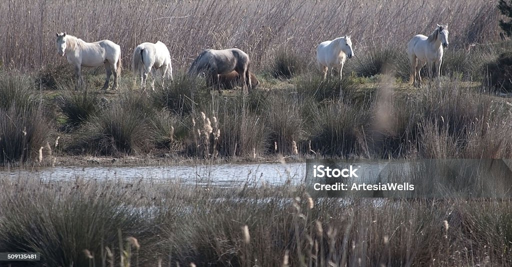 Five white Camargue horses grazing in Albufera nature reserve Five white horses grazing in Albufera nature reserve, Majorca, Balearic islands, Spain in February. The horses are imported from Camargue, France, to graze and help keeping the water reflections open for the migrating birds in the reserve to orient themselves. Albufeira Stock Photo