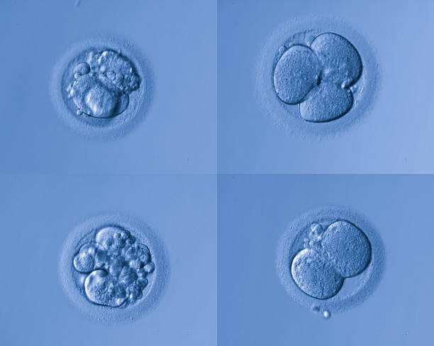 human egg human egg,artificial insemination animal zygote stock pictures, royalty-free photos & images