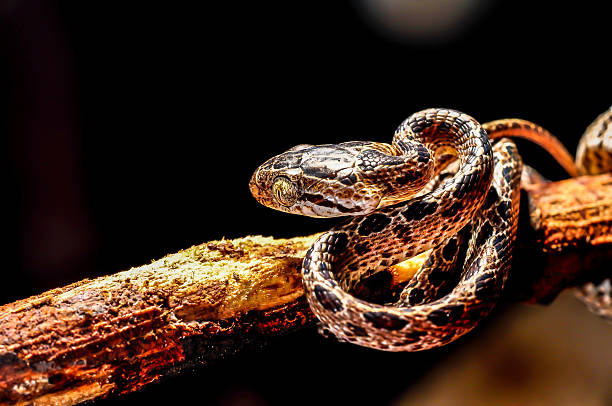 그물무늬비단뱀, 뱀. 스톡 사진