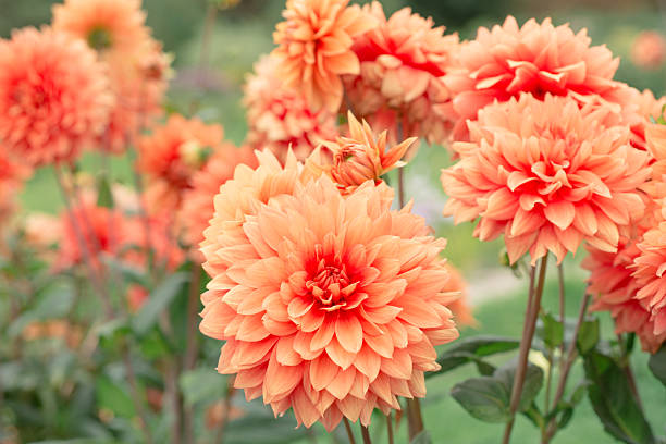 istock Flowers Dahlias 509137539