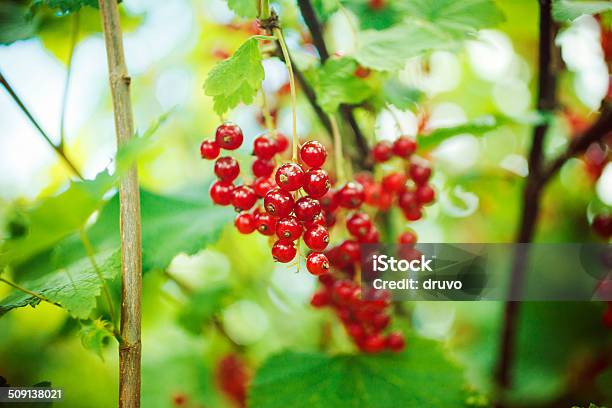 Red Currnats Stock Photo - Download Image Now - Backgrounds, Berry Fruit, Bunch