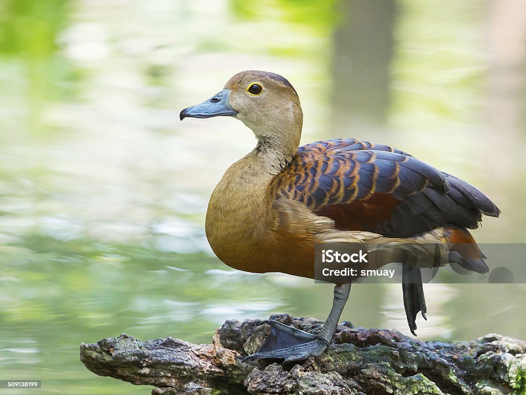 Lesser whistling duck Close up Lesser whistling duck in park Animal Stock Photo