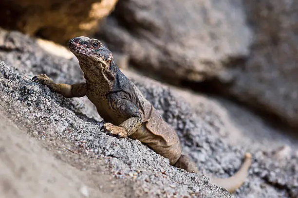 Close-up portrait of a Chuckwalla. Sauromalus varius. (member of the iguana family)