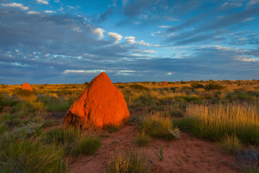 Beautiful dawn light illuminates Termite Mounds, in the Cape Range National Park, Western Australia