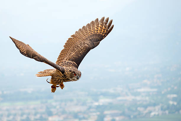 Soaring Eagle-Owl stock photo