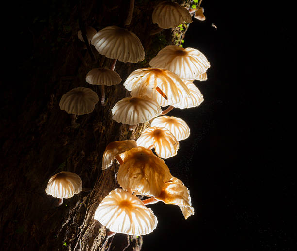 istock Fungi mushroom with wood on black 509140869