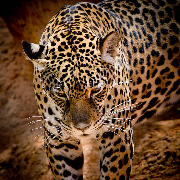 istock close up Jaguar Portrait 509142101