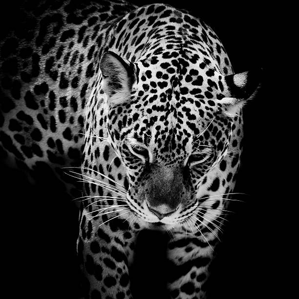 istock close up Jaguar Portrait 509142187