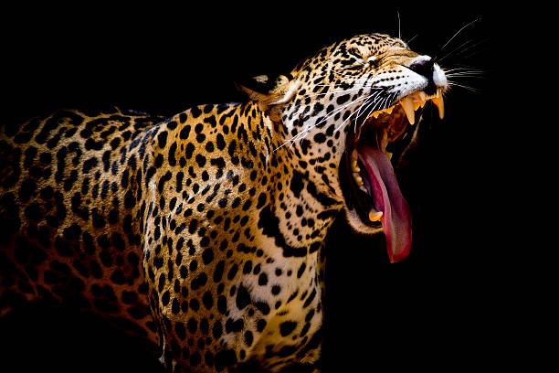 istock close up Jaguar Portrait 509142217