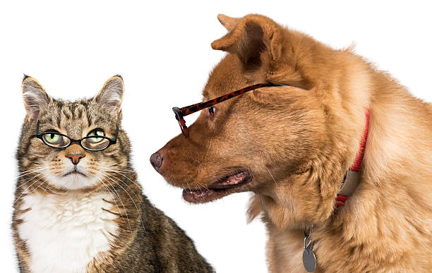 Cat and dog with glasses stock photo