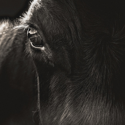 Abstract portrait of a Black Angus cow face closeup. The animal is looking directly into camera lens with a calm stare. Black and white photograph processed with warm sepia tones. Square crop and composition.