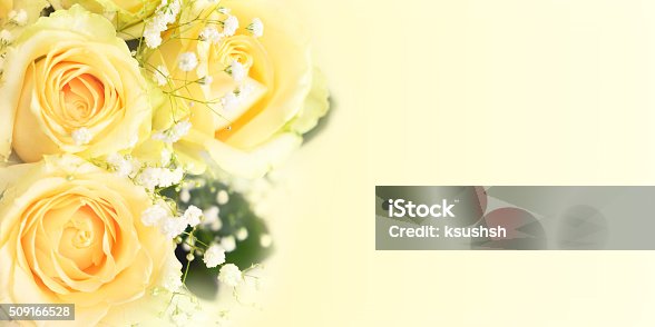istock White rose flowers in a corner 509166528