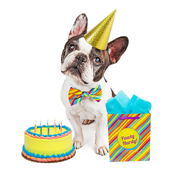 istock Happy Birthday French Bulldog 509167162