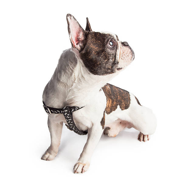 istock French Bulldog Wearing Harness Looking Side 509167186