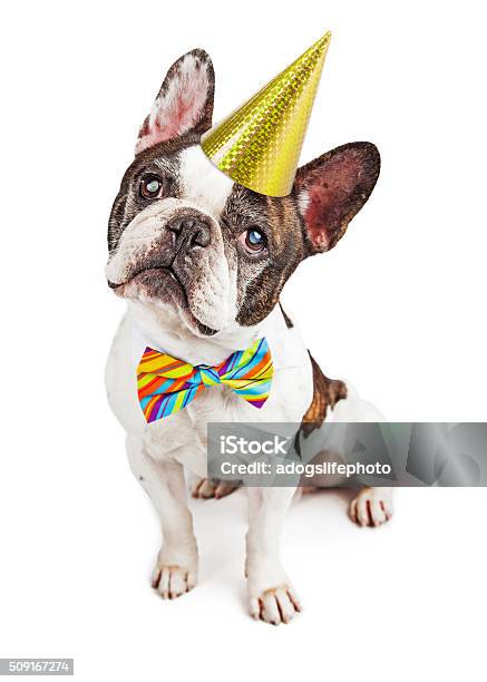 Cute French Bulldog Dressed For Birthday Stock Photo - Download Image Now - Dog, Party Hat, Birthday