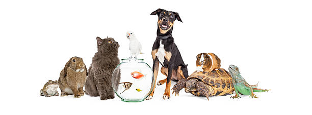 istock Large Group of Pet Animals Together 509167292