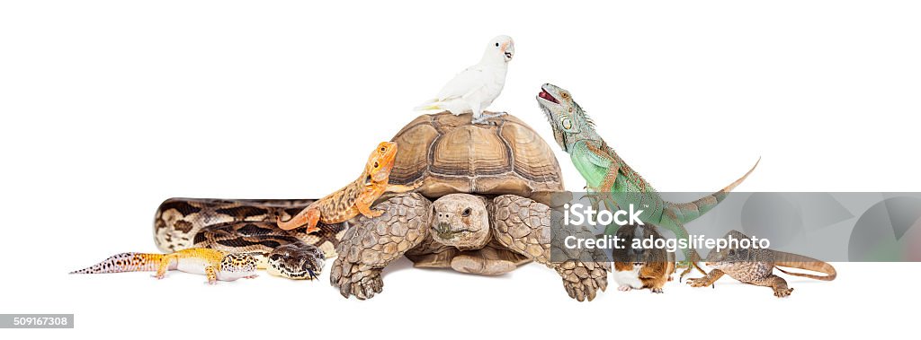 Iguana verde su bianco primo piano - Foto stock royalty-free di Rettile