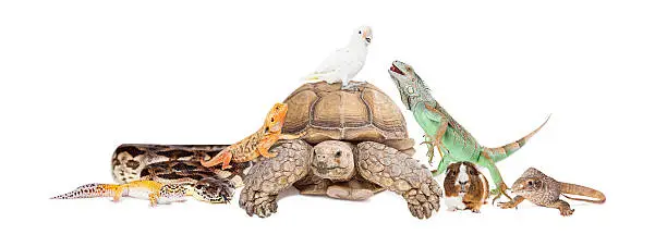 Group of exotic pets sitting together and interacting over white
