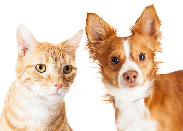 istock Closeup Small Dog and Tabby Cat 509167338
