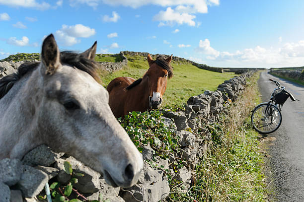Two Horses and a bike at Aaron Island, Ireland stock photo