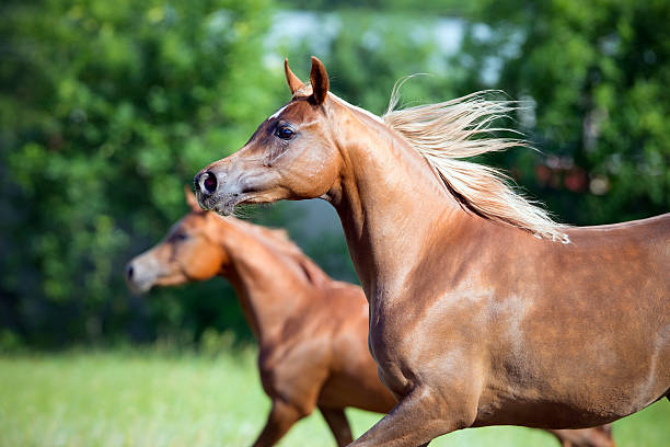 istock Two Arabian horses running freedom in field 509167534