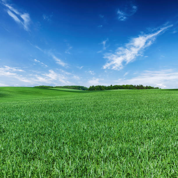 istock Square spring landscape 100MPix XXXXL - meadow, blue sky 509167552