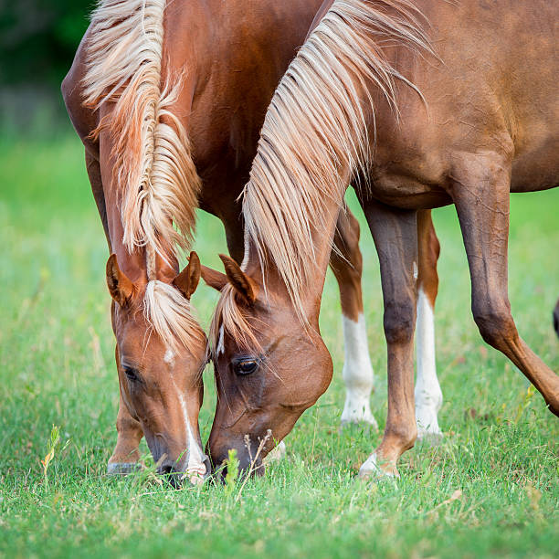 istock Two Arabian horses eating grass in field, square 509168340