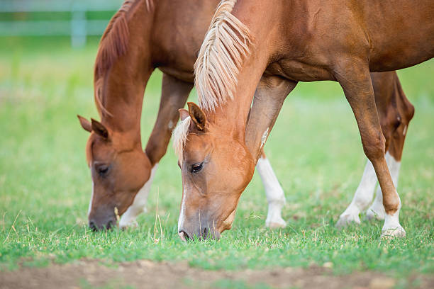 istock Two Arabian horses eating grass in field in summer 509168558